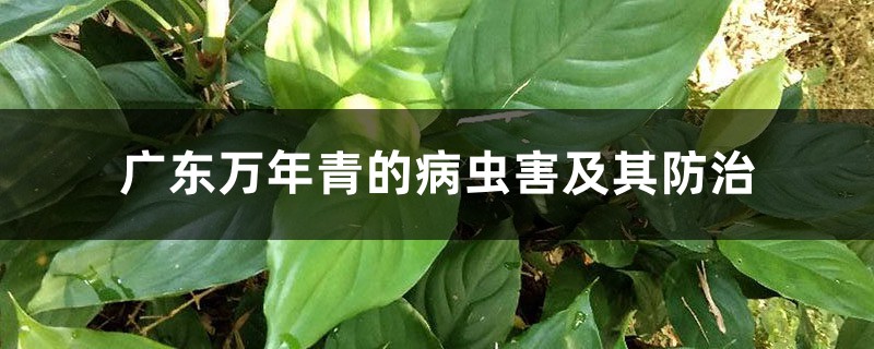 廣東萬(wàn)年青的病蟲害及其防治