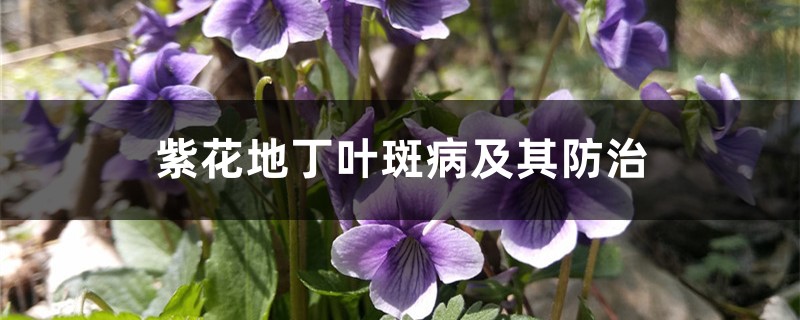 紫花地丁葉斑病及其防治