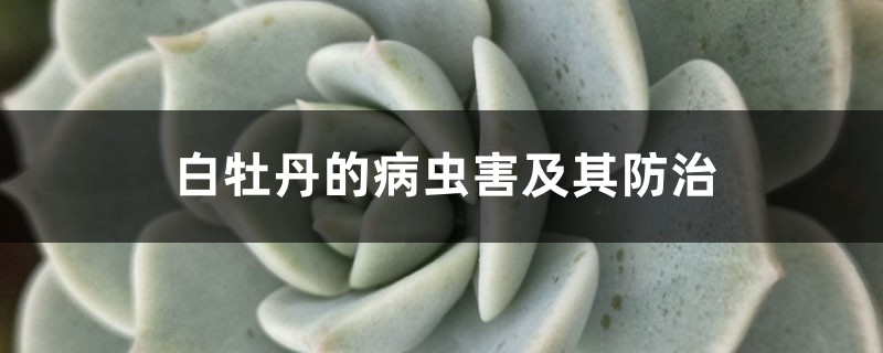 白牡丹的病蟲(chóng)害及其防治