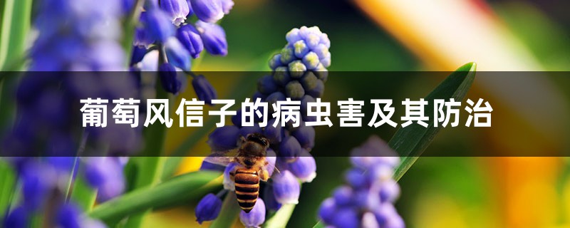 葡萄風(fēng)信子的病蟲(chóng)害及其防治