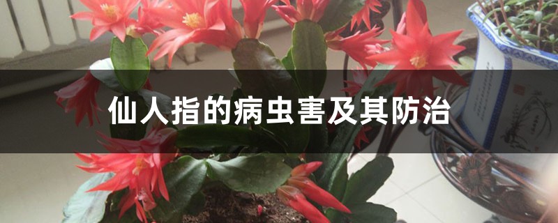 仙人指的病蟲(chóng)害及其防治