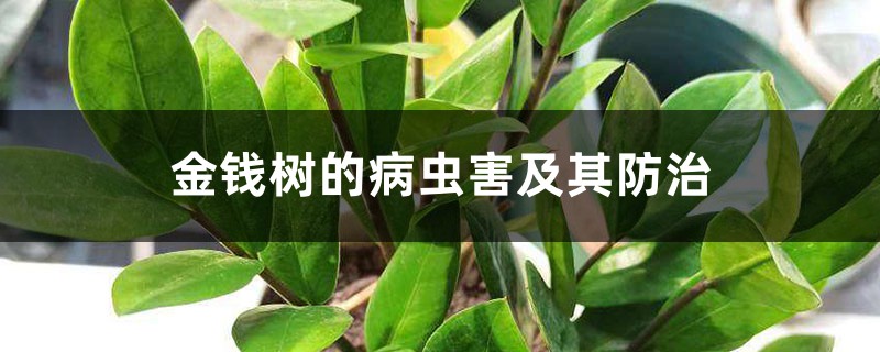 金錢(qián)樹(shù)的病蟲(chóng)害及其防治