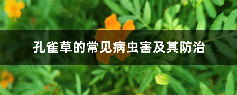 孔雀草的常見(jiàn)病蟲(chóng)害及其防治