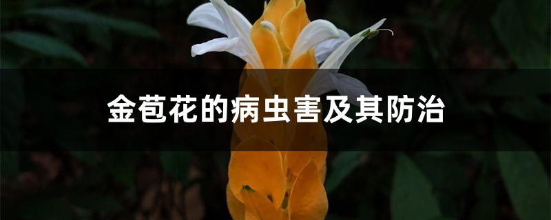 金苞花的病蟲(chóng)害及其防治