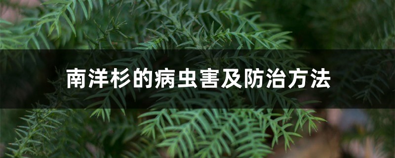 南洋杉的病蟲害及防治方法