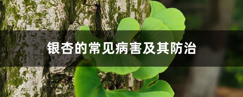 銀杏的常見(jiàn)病害及其防治