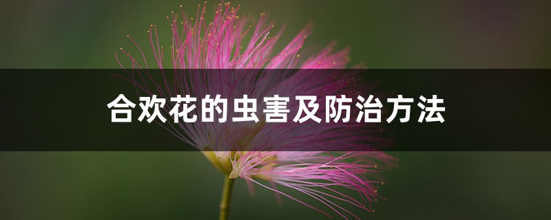 合歡花的蟲害及防治方法