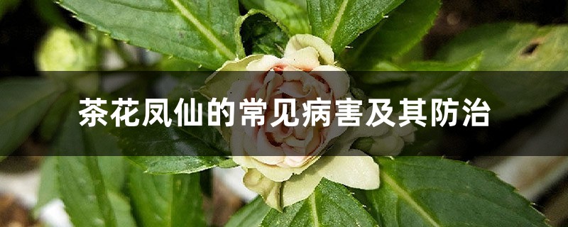 茶花鳳仙的常見(jiàn)病害及其防治