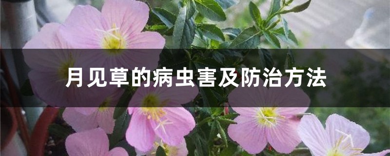 月見草的病蟲害及防治方法