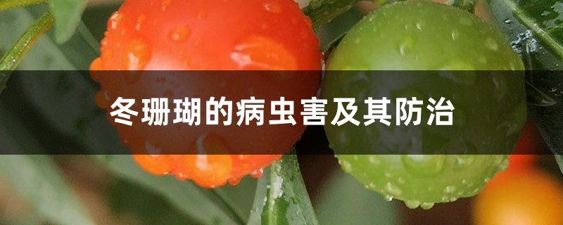 冬珊瑚的病蟲(chóng)害及其防治