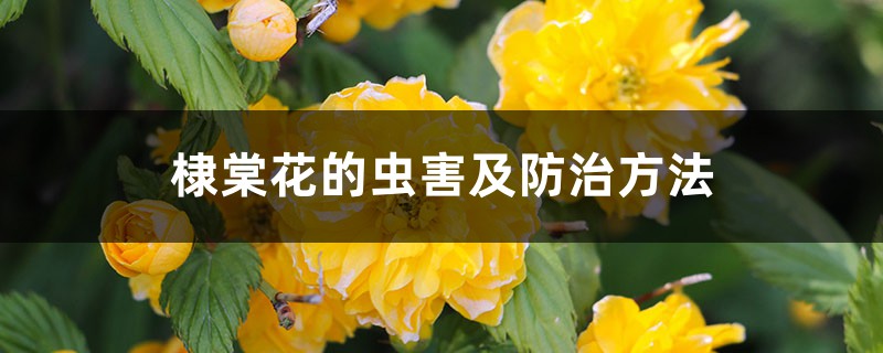 棣棠花的蟲害及防治方法