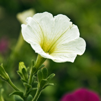 蝴蝶花簡介