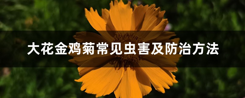 大花金雞菊常見蟲害及防治方法