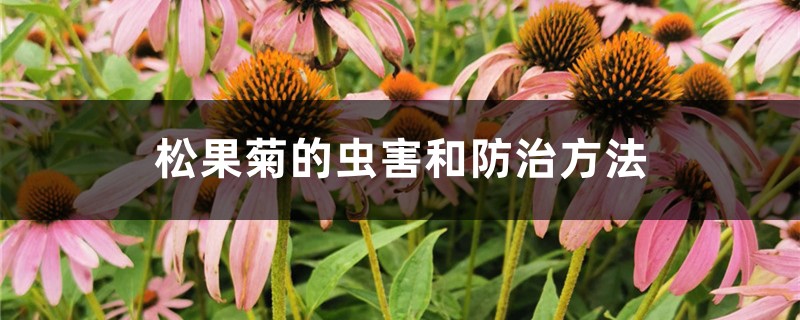 松果菊的蟲害和防治方法