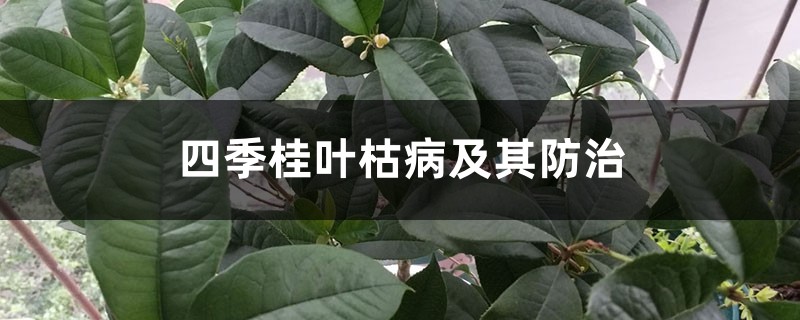 四季桂葉枯病及其防治