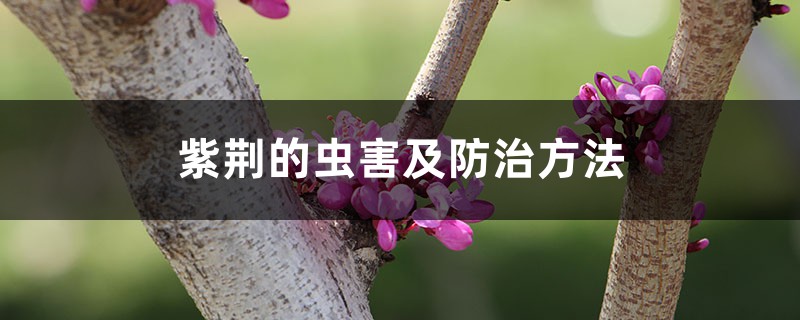 紫荊的蟲害及防治方法