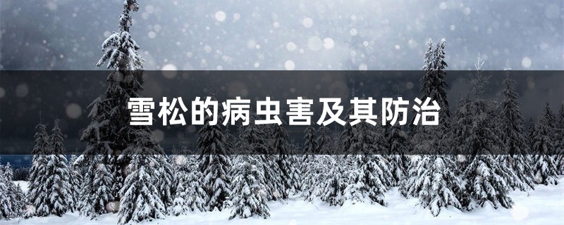 雪松的病蟲害及其防治