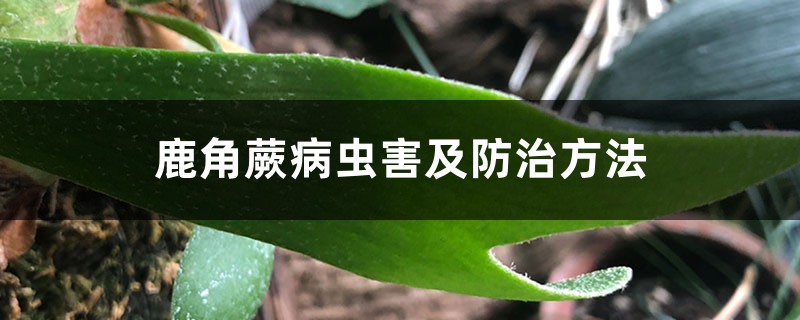 鹿角蕨病蟲害及防治方法