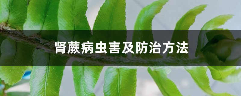 腎蕨病蟲害及防治方法