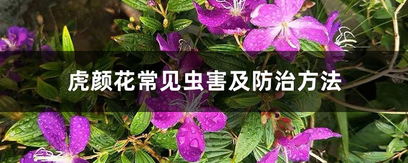 虎顏花常見蟲害及防治方法