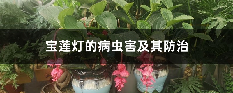 寶蓮燈的病蟲害及其防治