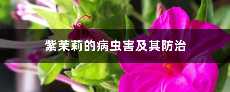 紫茉莉的病蟲害及其防治