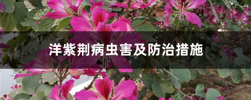 洋紫荊病蟲害及防治措施