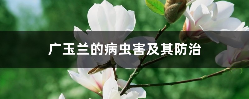 廣玉蘭的病蟲害及其防治