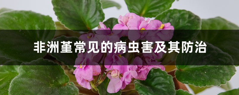 非洲堇常見的病蟲害及其防治