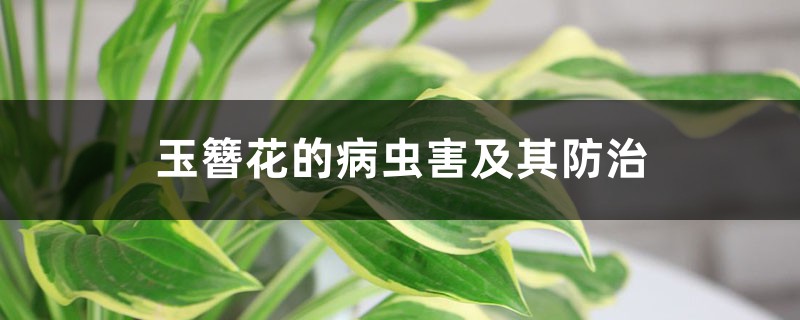 玉簪花的病蟲害及其防治