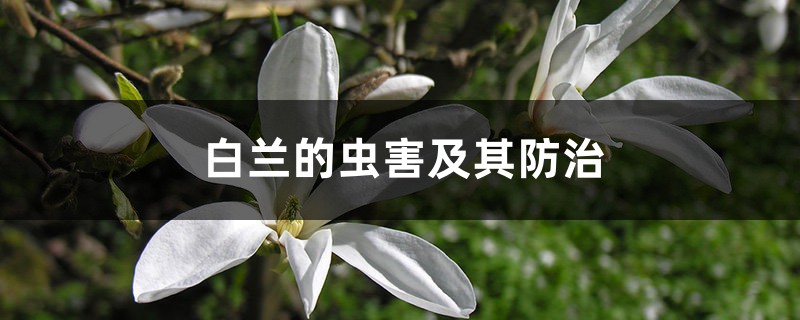 白蘭的蟲害及其防治