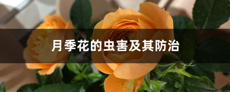 月季花的蟲害及其防治