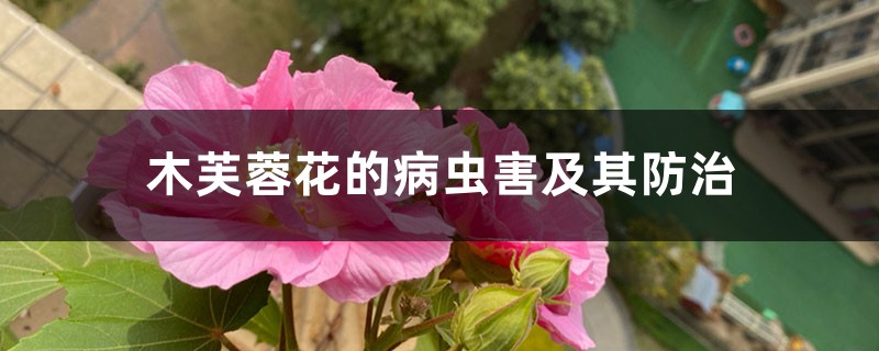 木芙蓉花的病蟲害及其防治