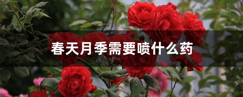 春天月季需要噴什么藥