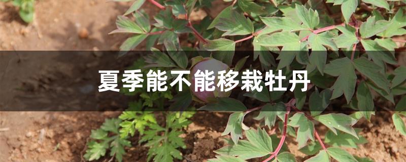 夏季能不能移栽牡丹