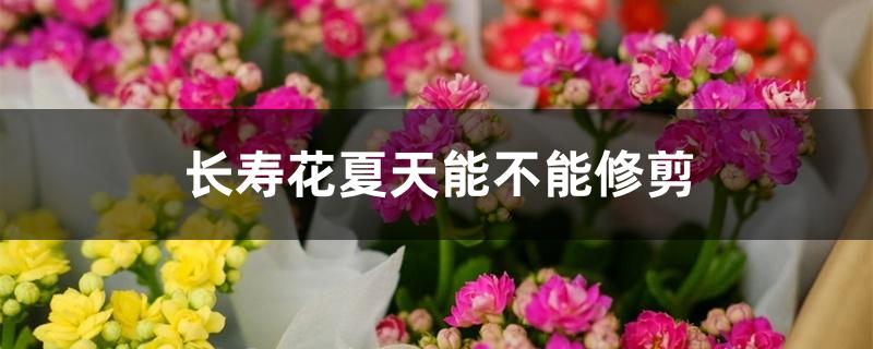 長(zhǎng)壽花夏天能不能修剪