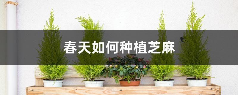 春天如何種植芝麻