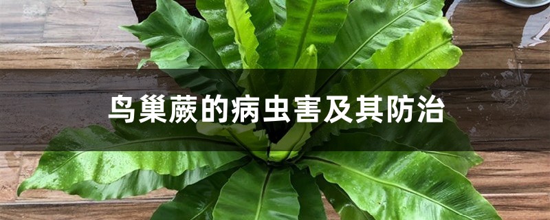 鳥巢蕨的病蟲害及其防治