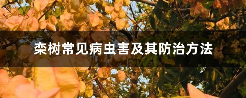 欒樹常見病蟲害及其防治方法