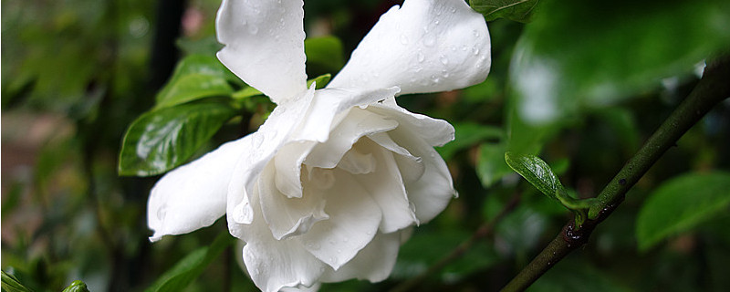 枙子花夏季怎樣養(yǎng)護