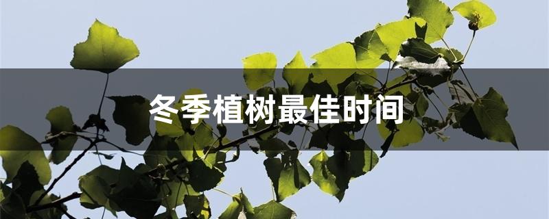 冬季植樹最佳時(shí)間