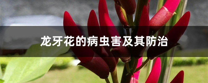 龍牙花的病蟲害及其防治