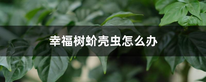 幸福樹蚧殼蟲怎么辦，常見蟲害有哪些