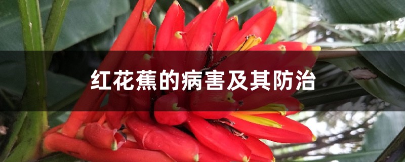 紅花蕉的病害及其防治