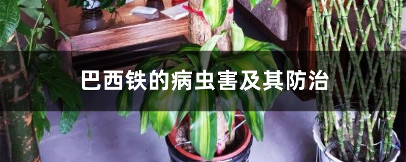 巴西鐵的病蟲害及其防治