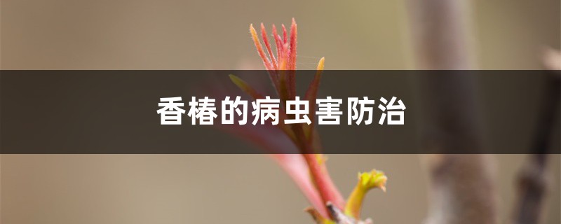 香椿的病蟲害防治