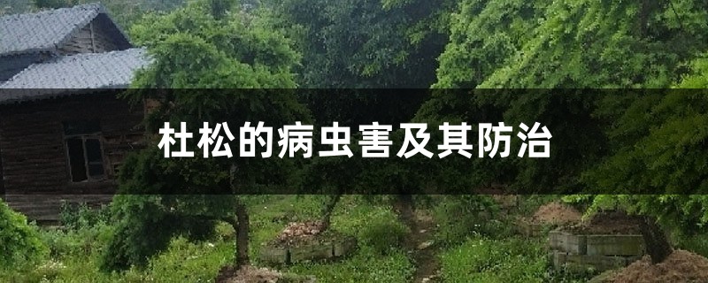 杜松的病蟲害及其防治