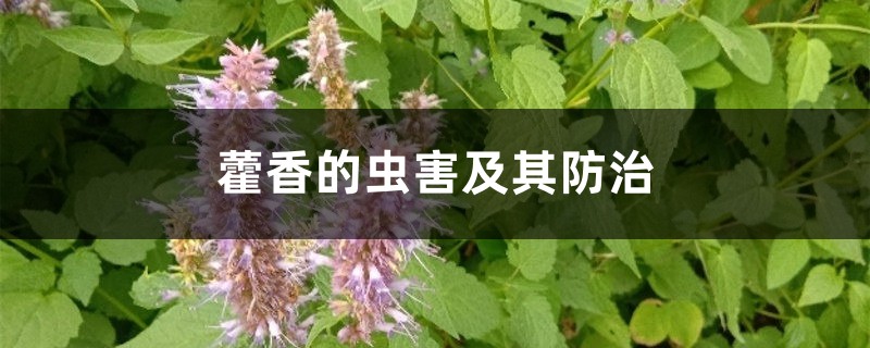 藿香的蟲害及其防治