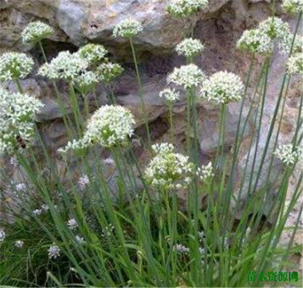 山韭菜幾月份開花有何功效 山韭菜和野韭菜的區(qū)別