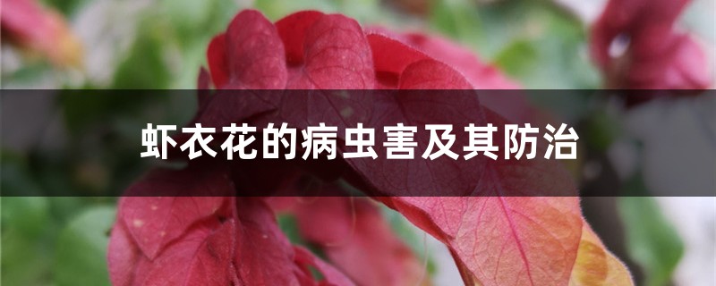 蝦衣花的病蟲害及其防治